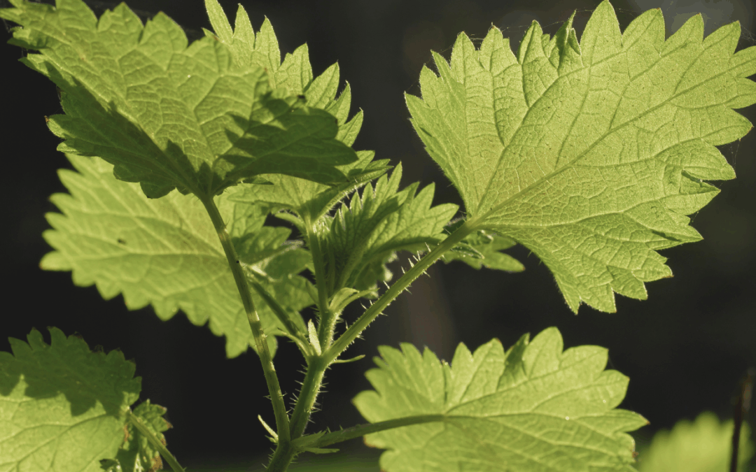 The Truth About Nettle Root: What It Really Does for Hair Growth